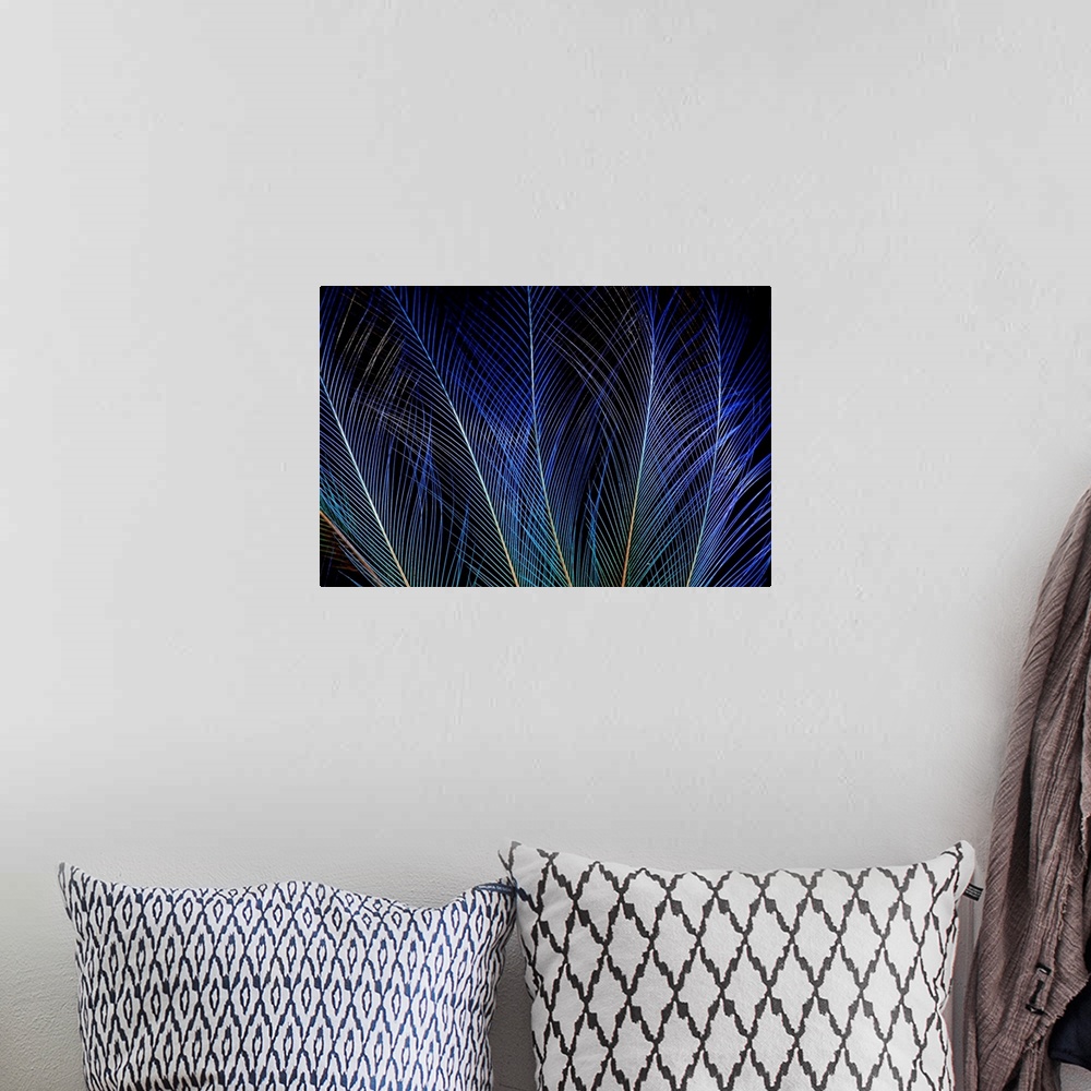 A bohemian room featuring Display feathers of Blue Bird of Paradise photographed Sammamish, WA