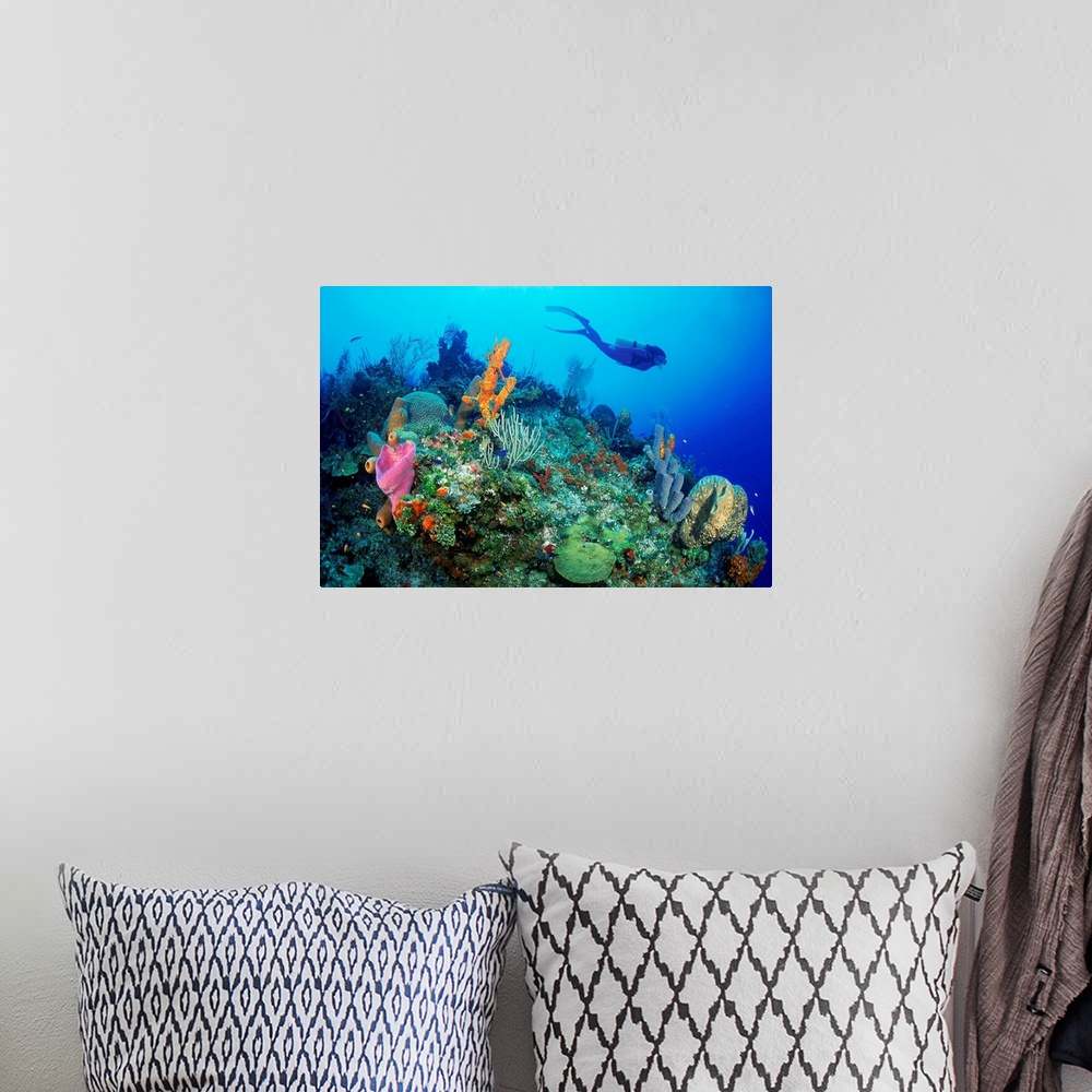 A bohemian room featuring Diver exploring coral reef