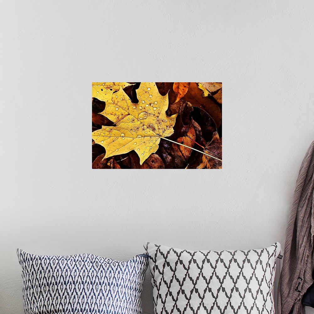 A bohemian room featuring Rain covered fall leaves with one yellow maple leaf.
