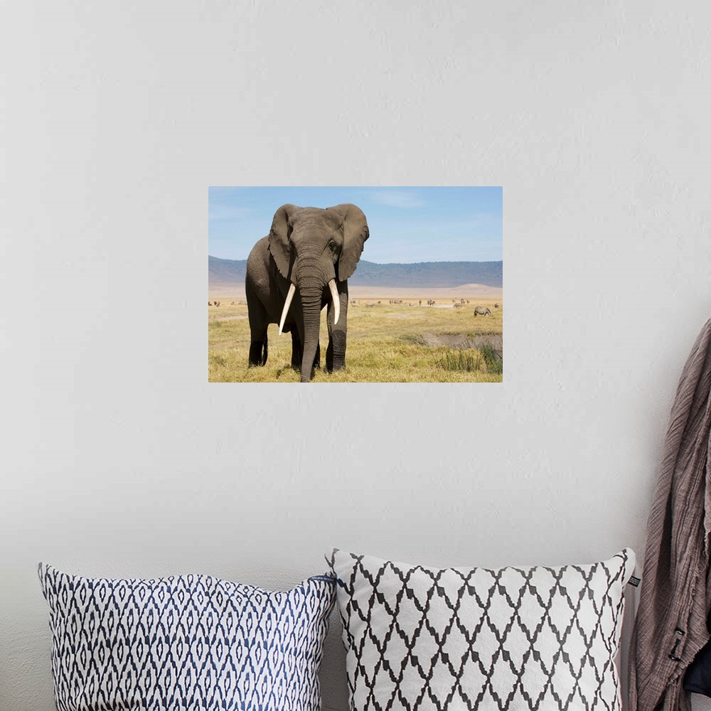 A bohemian room featuring Elephant In Ngorongoro Conservation Area, Tanzania