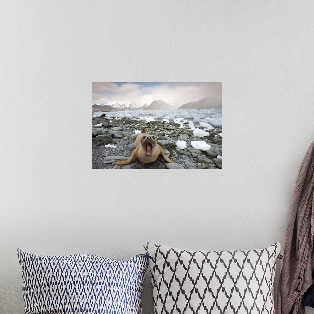 A bohemian room featuring Elephant Seal (Mirounga leonina) on the beach surrounded by ice calved from Neumayer Glacier in C...