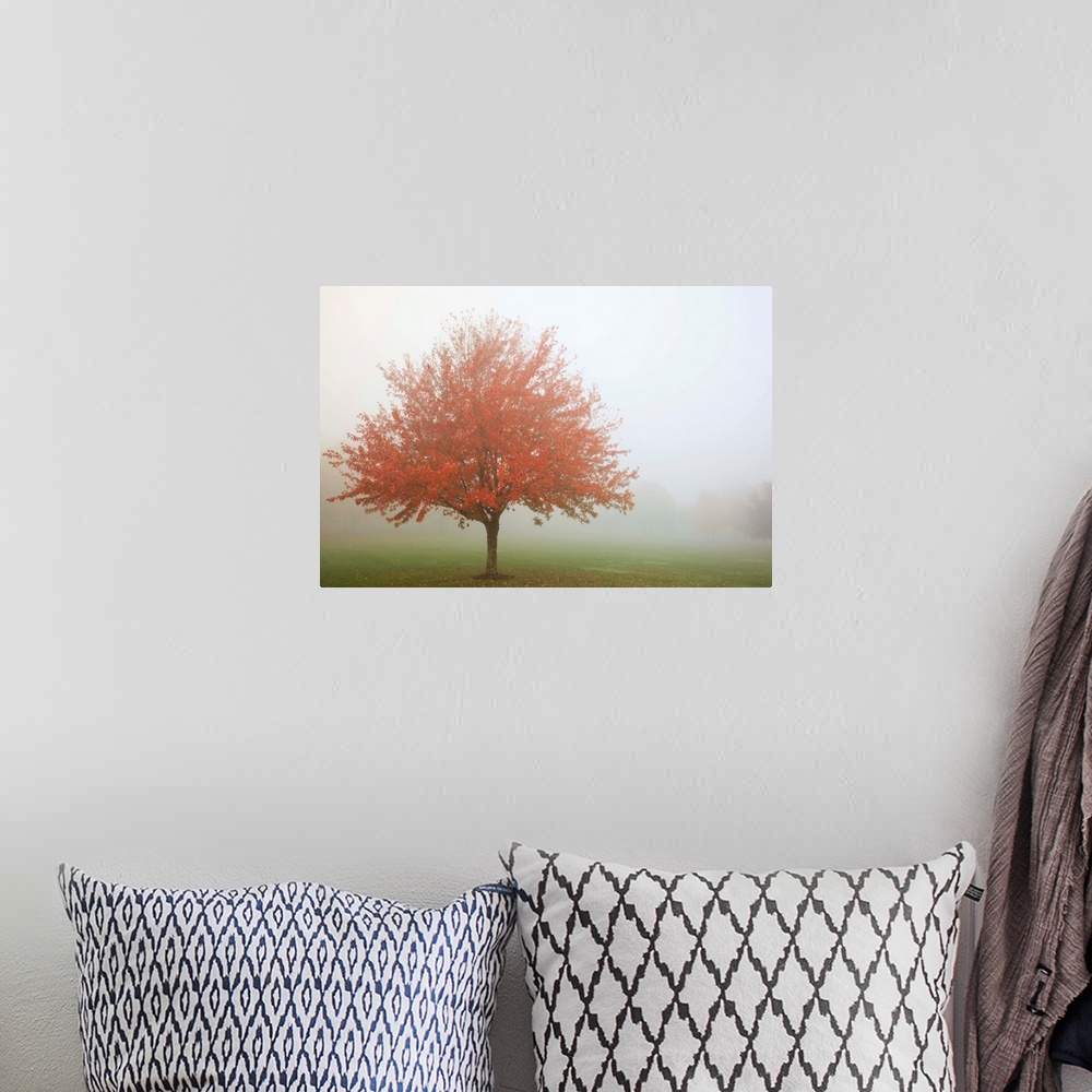 A bohemian room featuring Fall Trees In The Fog