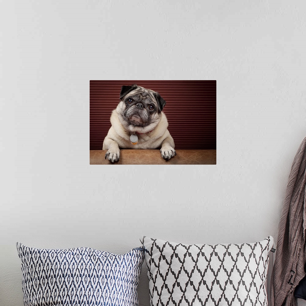 A bohemian room featuring Fawn pug cocks head in front of striped burgundy.
