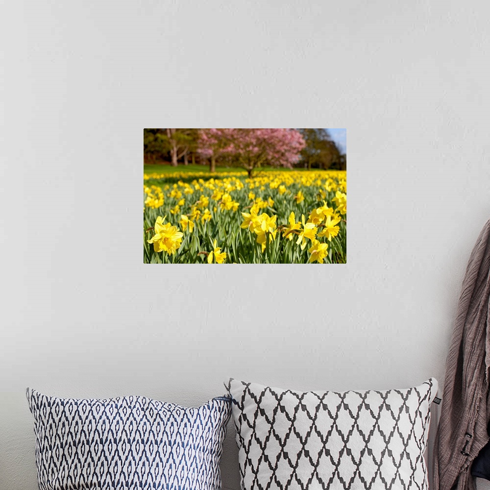 A bohemian room featuring Field of daffodils