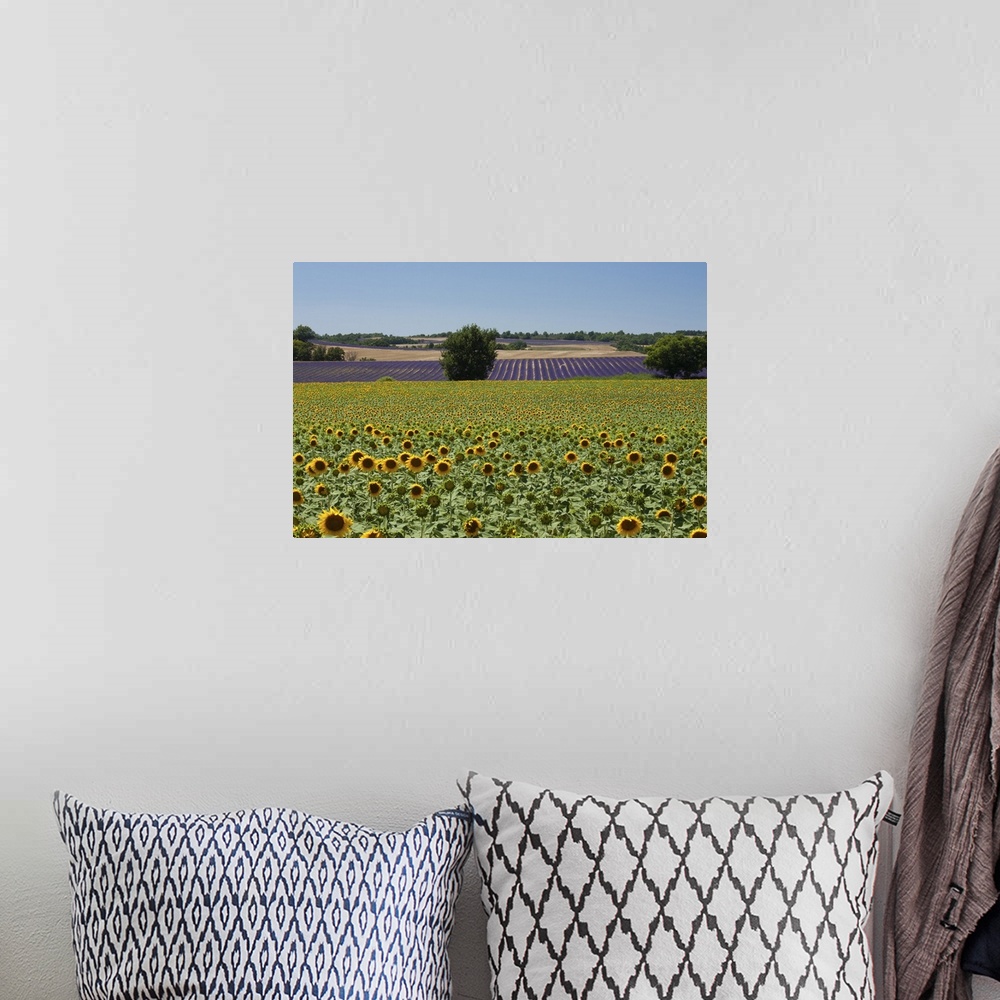 A bohemian room featuring Field of sunflowers in Valensol.