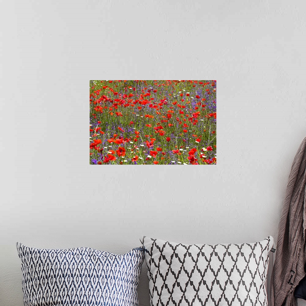 A bohemian room featuring Full-frame view of field of wild flowers, poppies (Papaver rhoeas) prominent, near Orvieto, Terni...