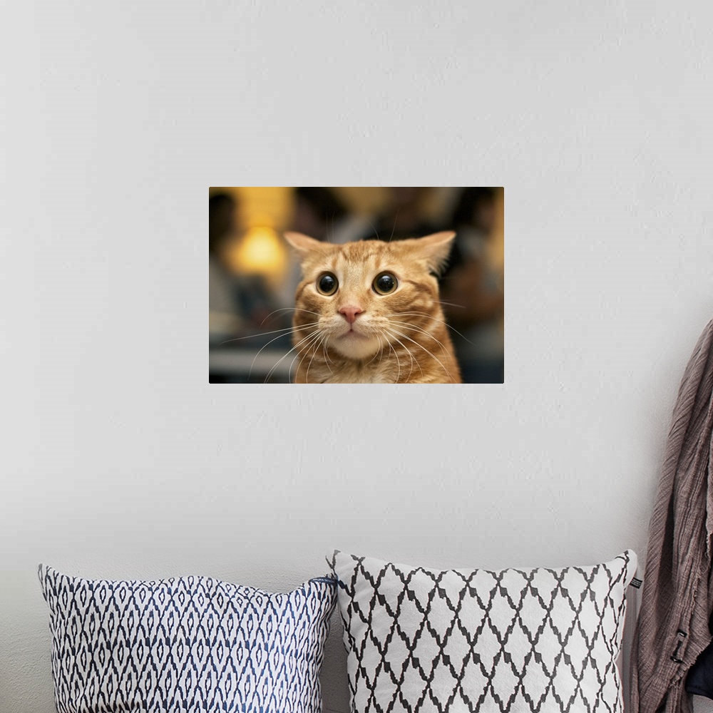 A bohemian room featuring Flash photo of marmalade or orange cat looking surprised with large eyes, ears back.