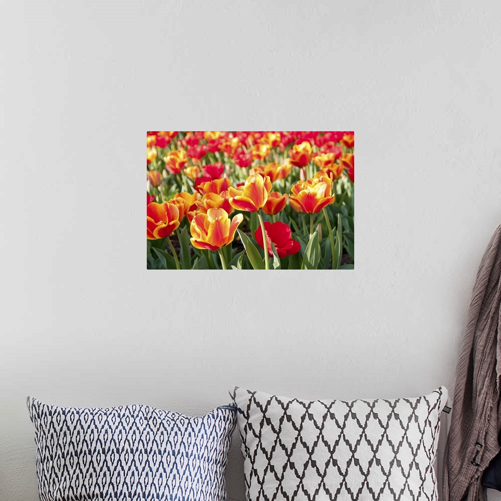 A bohemian room featuring Flower bed with brightly lit tulips at the National Mall in Washington, DC. Selective focus on th...