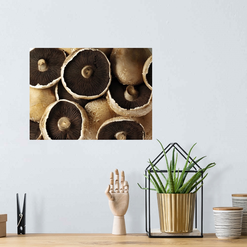 A bohemian room featuring Portobello Mushrooms on White Background