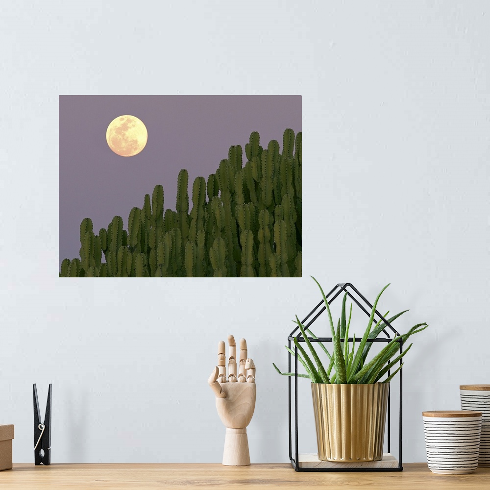 A bohemian room featuring Full moon rising over cacti.