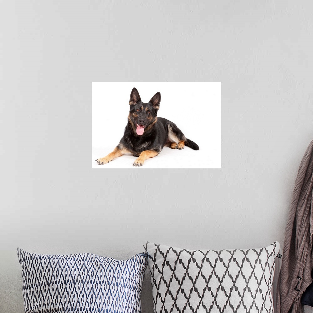 A bohemian room featuring German shepherd sitting on white background.