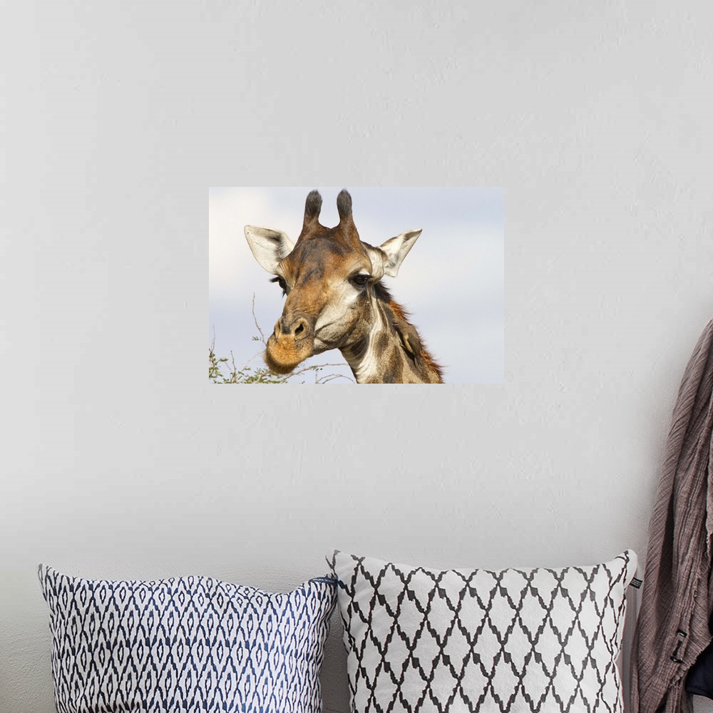 A bohemian room featuring Giraffe, Kruger National Park, South Africa