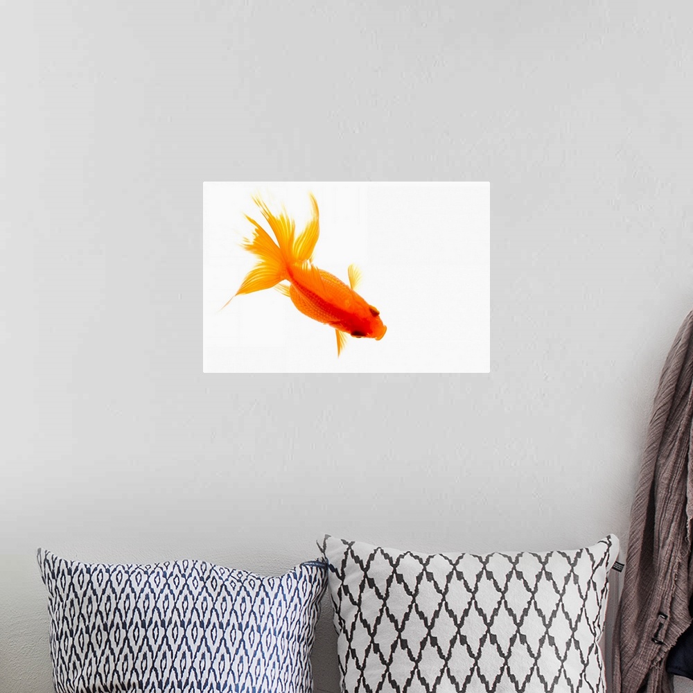A bohemian room featuring Goldfish, overhead view