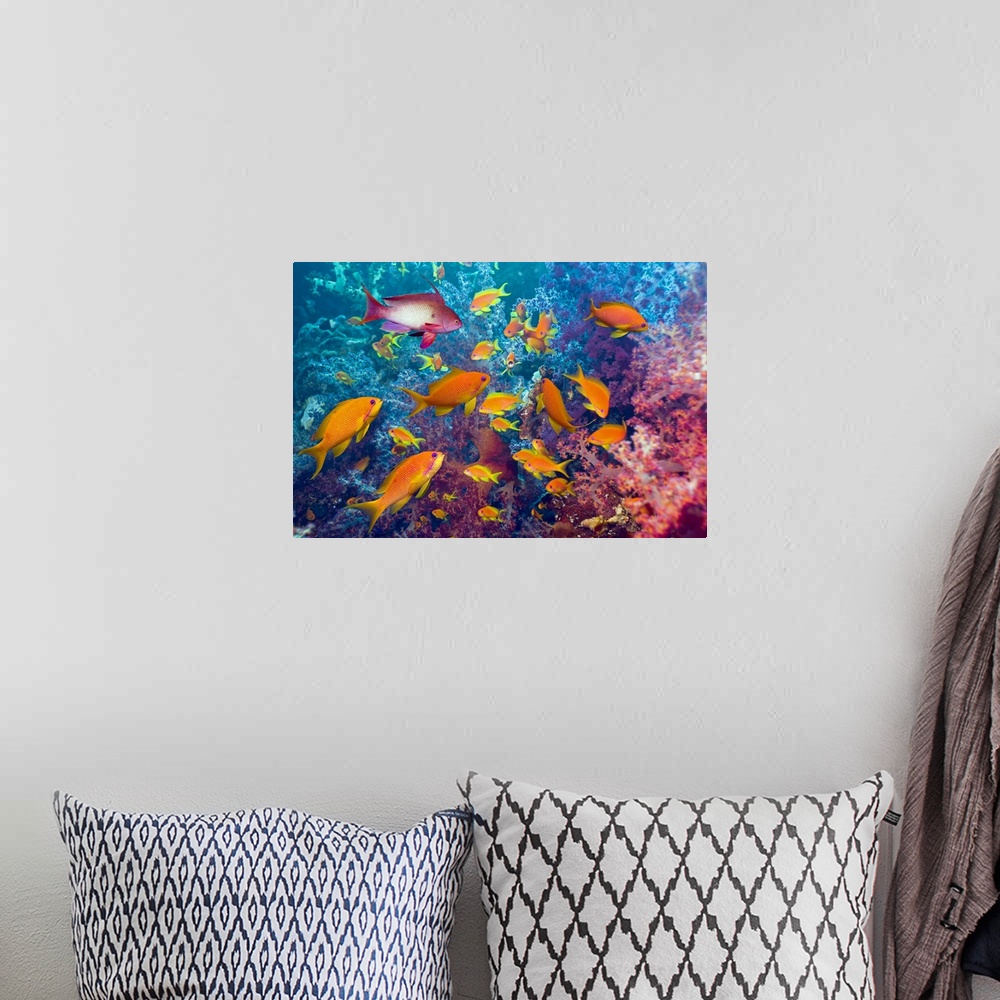 A bohemian room featuring This is an underwater photograph of a school of Lyre-tail Anthias fish in a coral reef.
