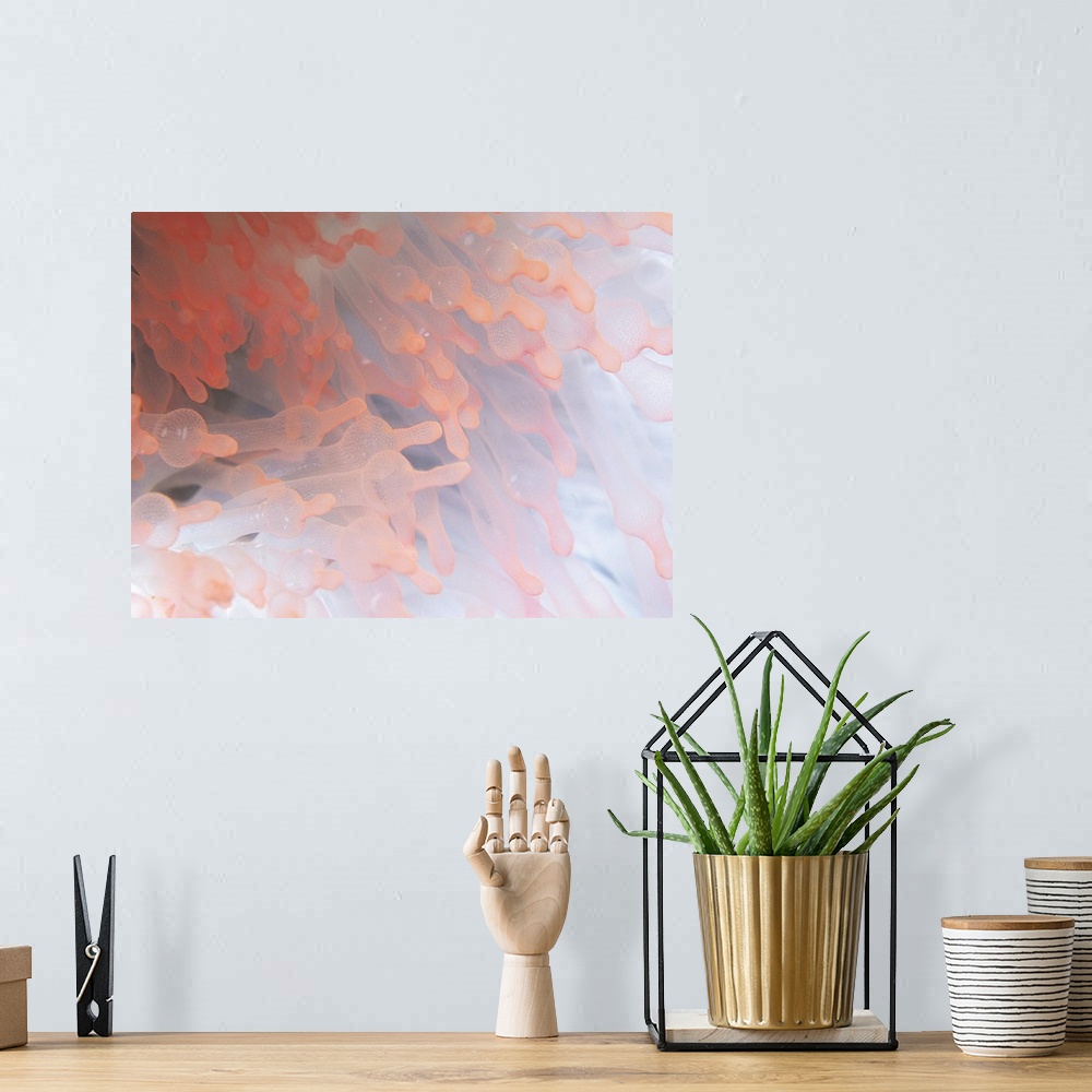 A bohemian room featuring Gorgonian coral