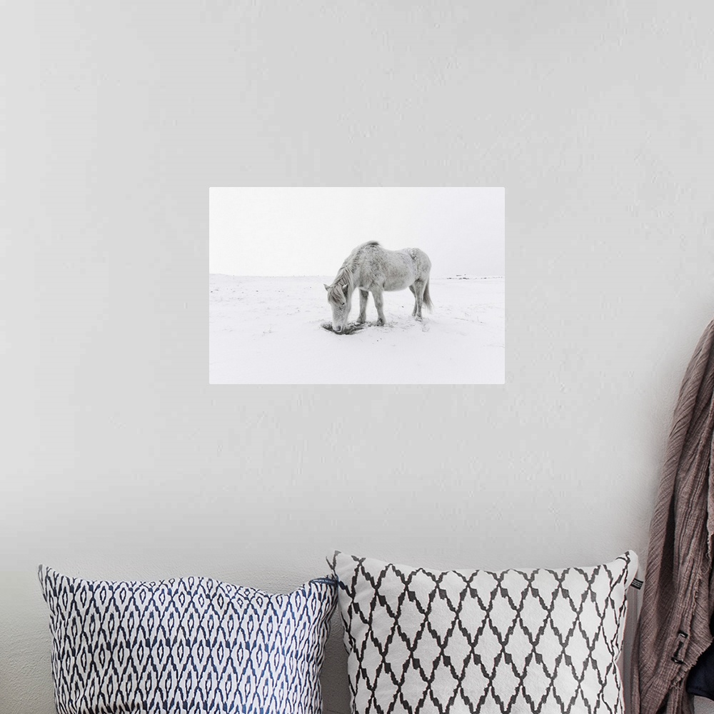 A bohemian room featuring Gray horse grazing in snow.