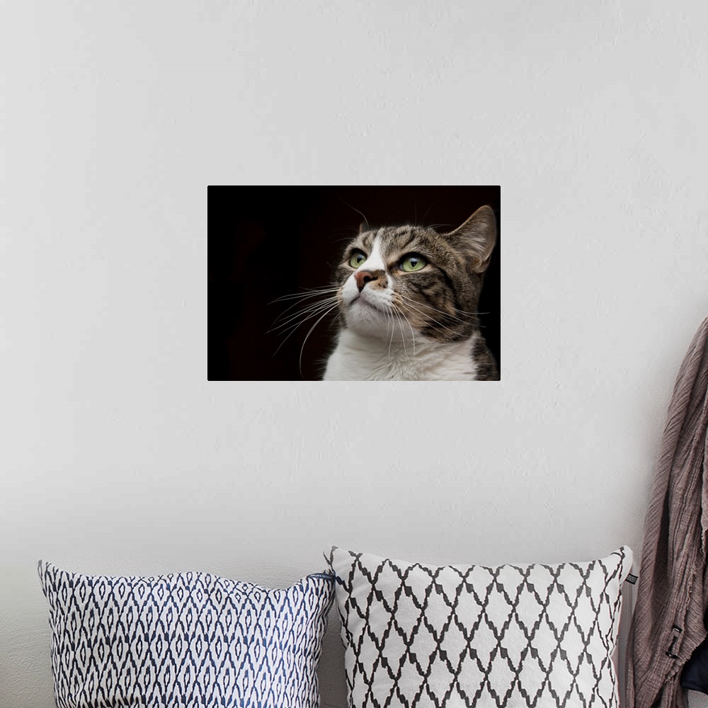 A bohemian room featuring Green eyed cat against black background.