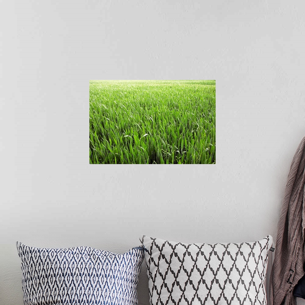 A bohemian room featuring Green field of young corn