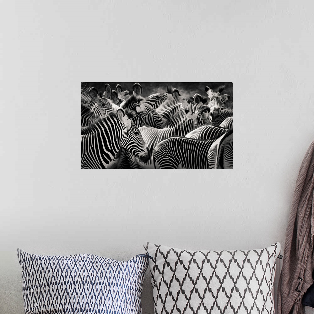 A bohemian room featuring Panoramic close up of the patterns of stripes and markings of a herd of zebra in black and white ...