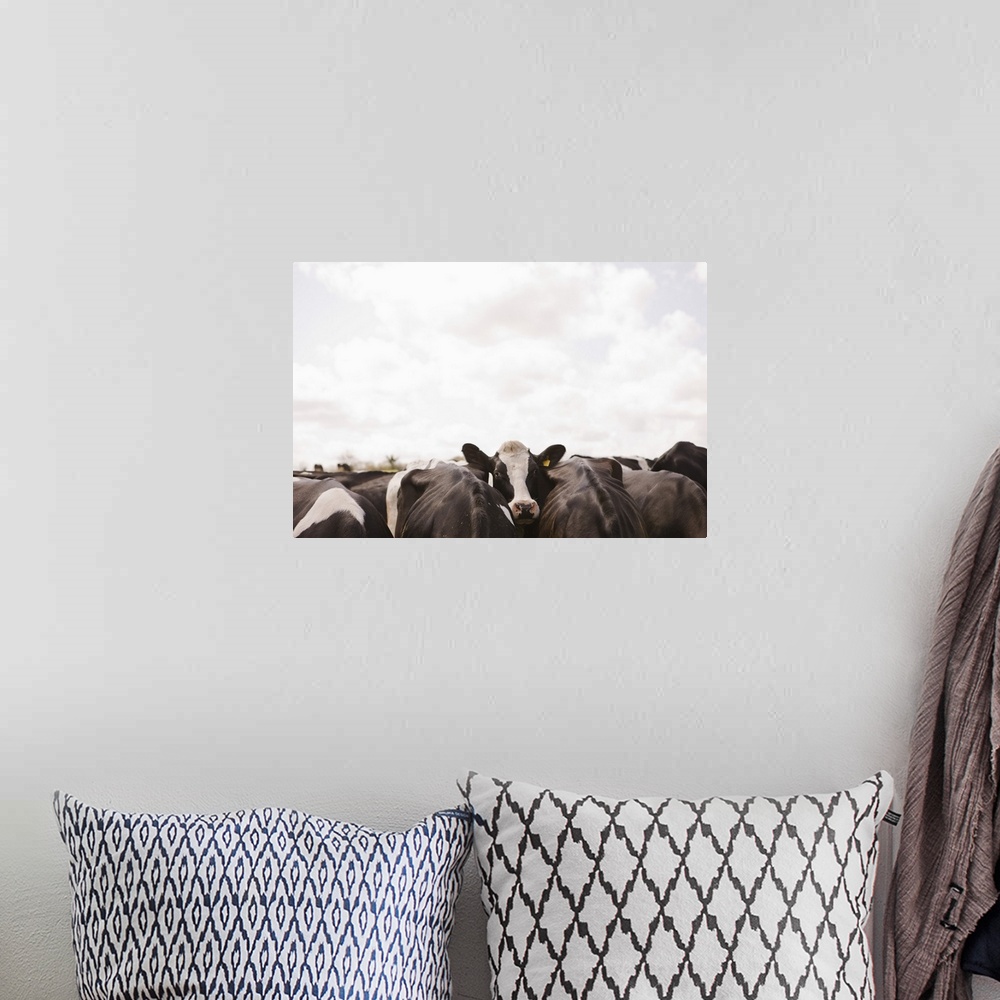 A bohemian room featuring Herd of cattle and overcast sky