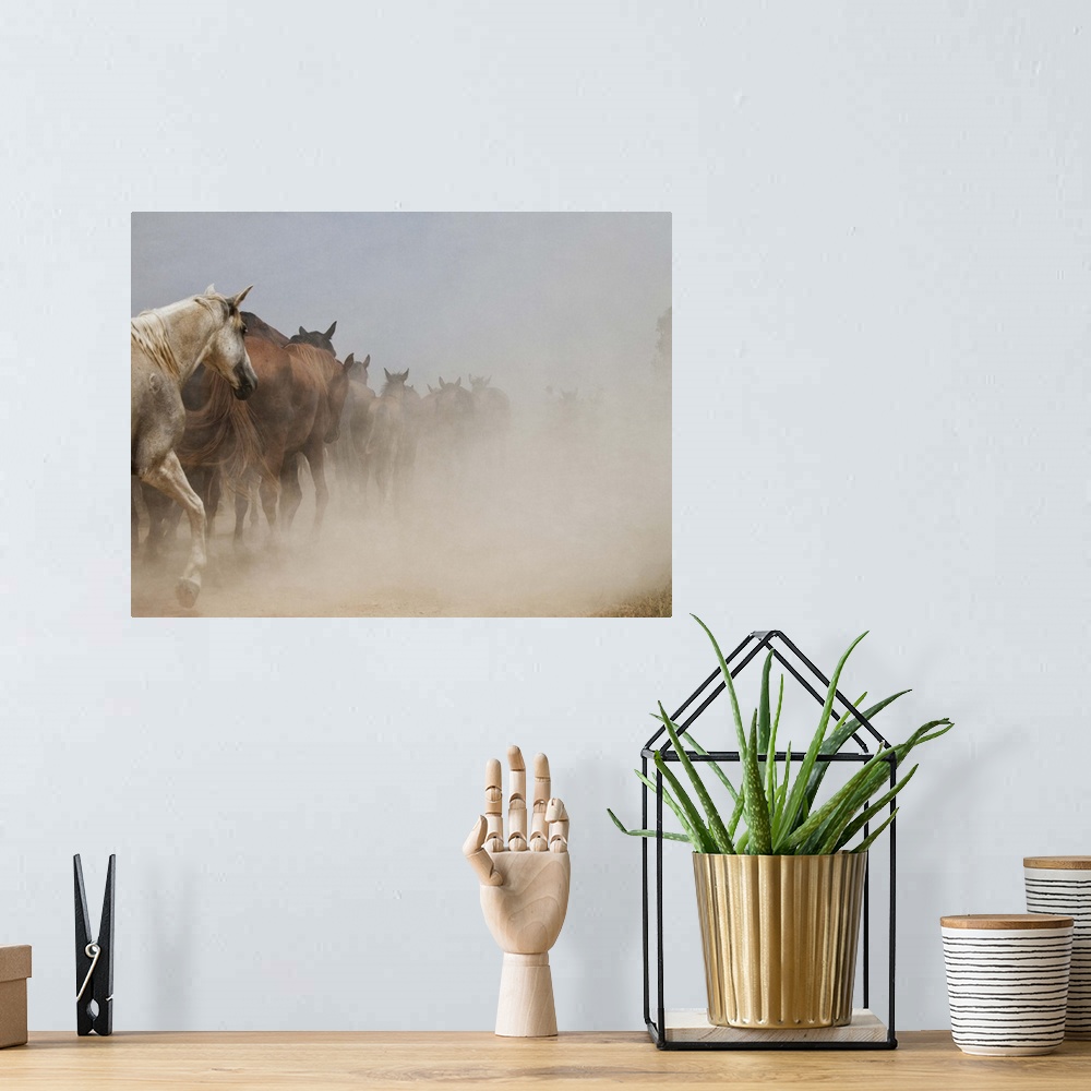A bohemian room featuring White horse stands among herd of wild horses galloping in cloud of dust in Almonte, Huelva.