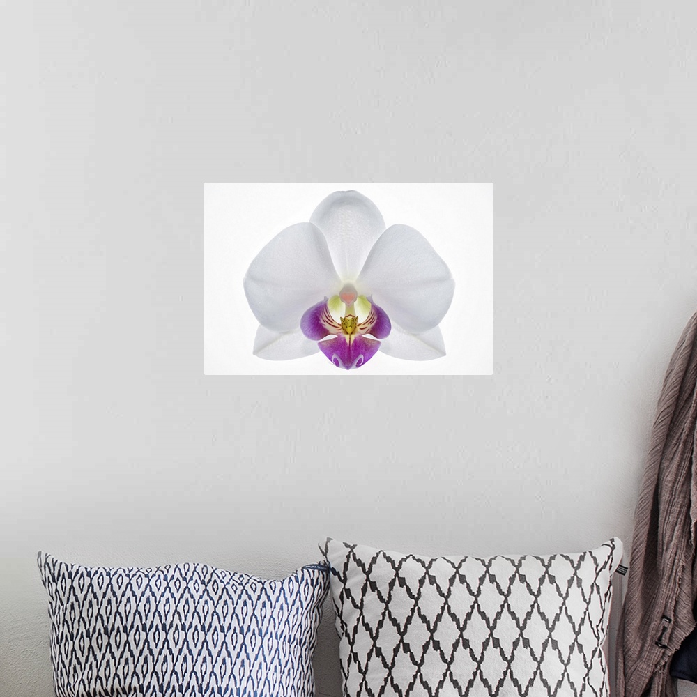 A bohemian room featuring Latin name: Phalaenopsis. A white orchid with a heart shaped callus.