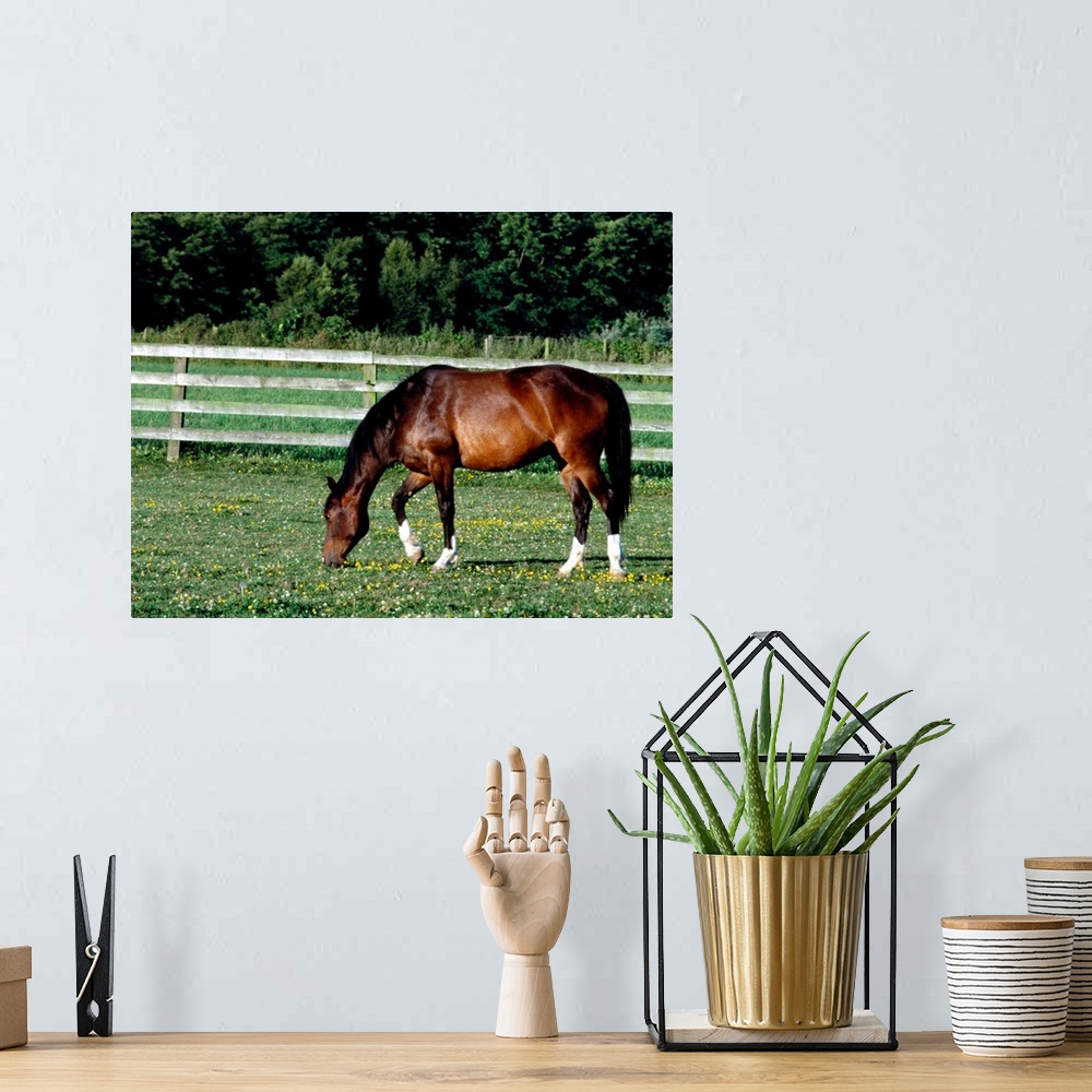 A bohemian room featuring Horse grazing in pasture