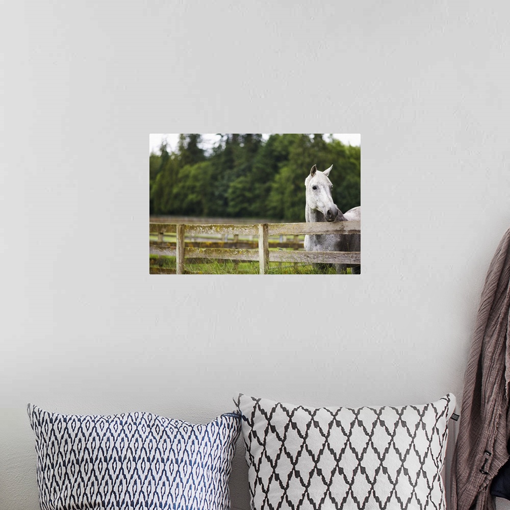A bohemian room featuring Horse in field looking over fence
