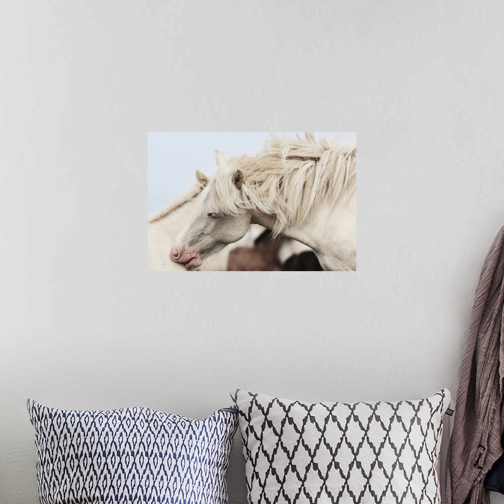 A bohemian room featuring Horses in Iceland