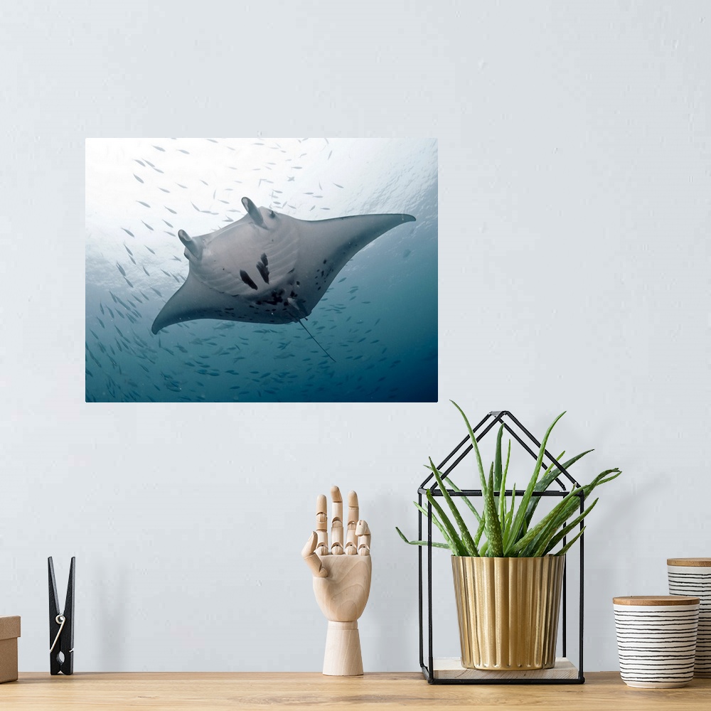 A bohemian room featuring Huge graceful manta at German channel, Palau.