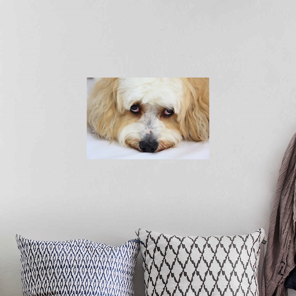 A bohemian room featuring humorous close-up of bichon frise dog