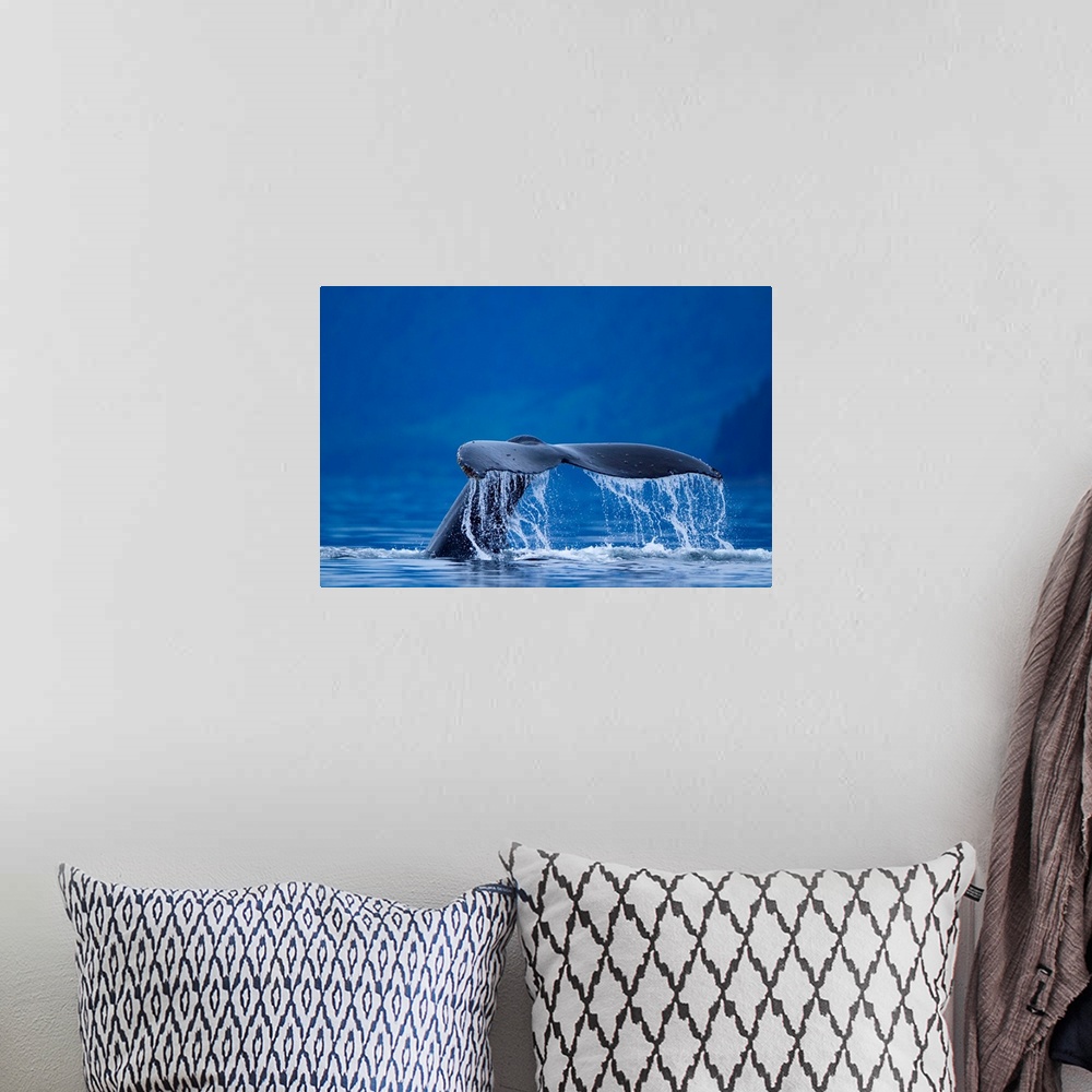 A bohemian room featuring USA, Alaska, Tongass National Forest, Water pours from tail of Humpback Whale (Megaptera novaengl...