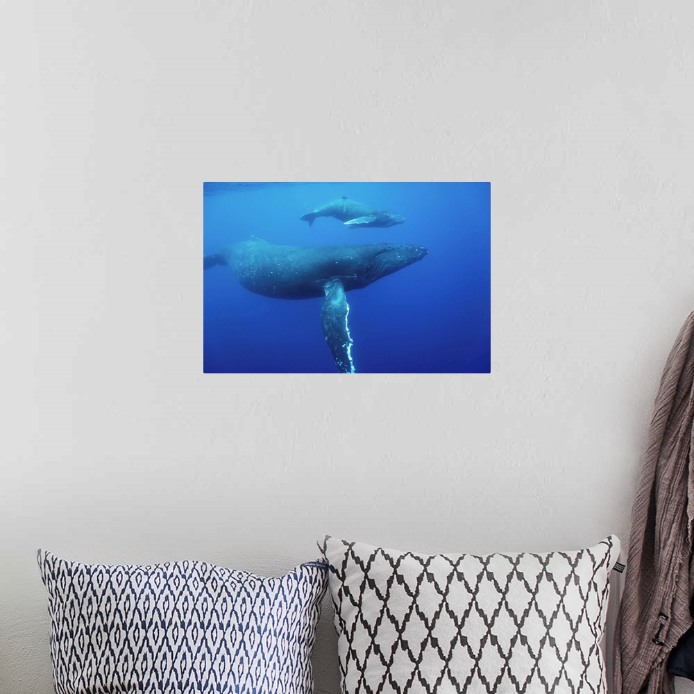 A bohemian room featuring Humpback Whale Cow And Calf Underwater