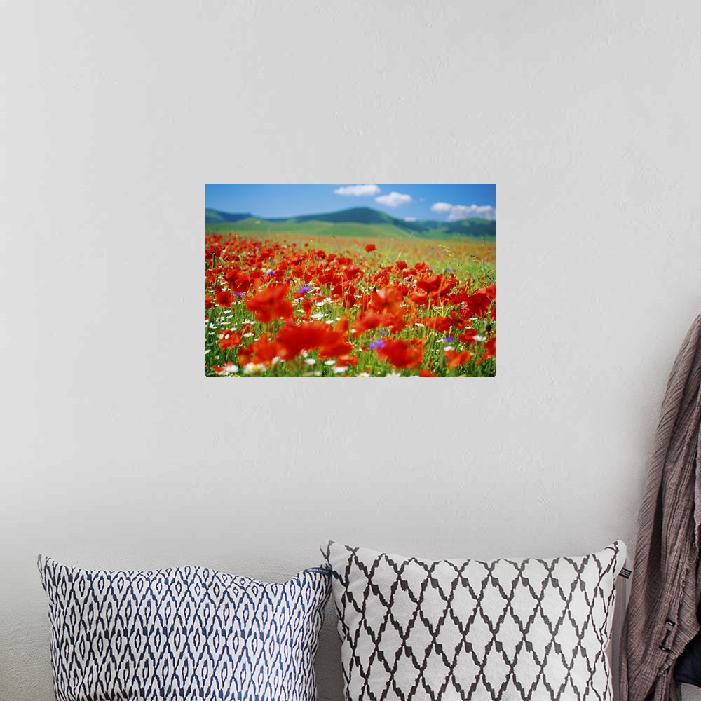 A bohemian room featuring Italy, Umbria, Monti Sibillini National Park, Castellucchio, Flowering meadow, close-up