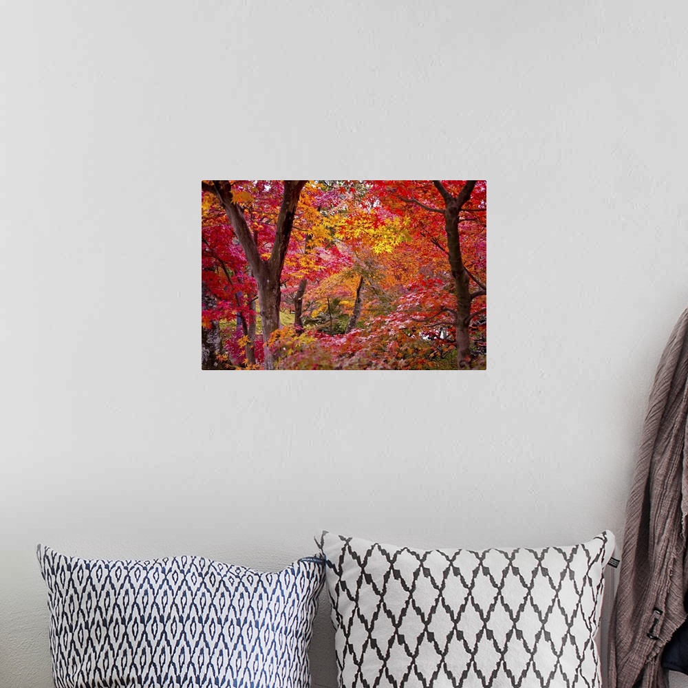 A bohemian room featuring Oversized landscape photograph of Japanese maple trees with brightly colored fall leaves.