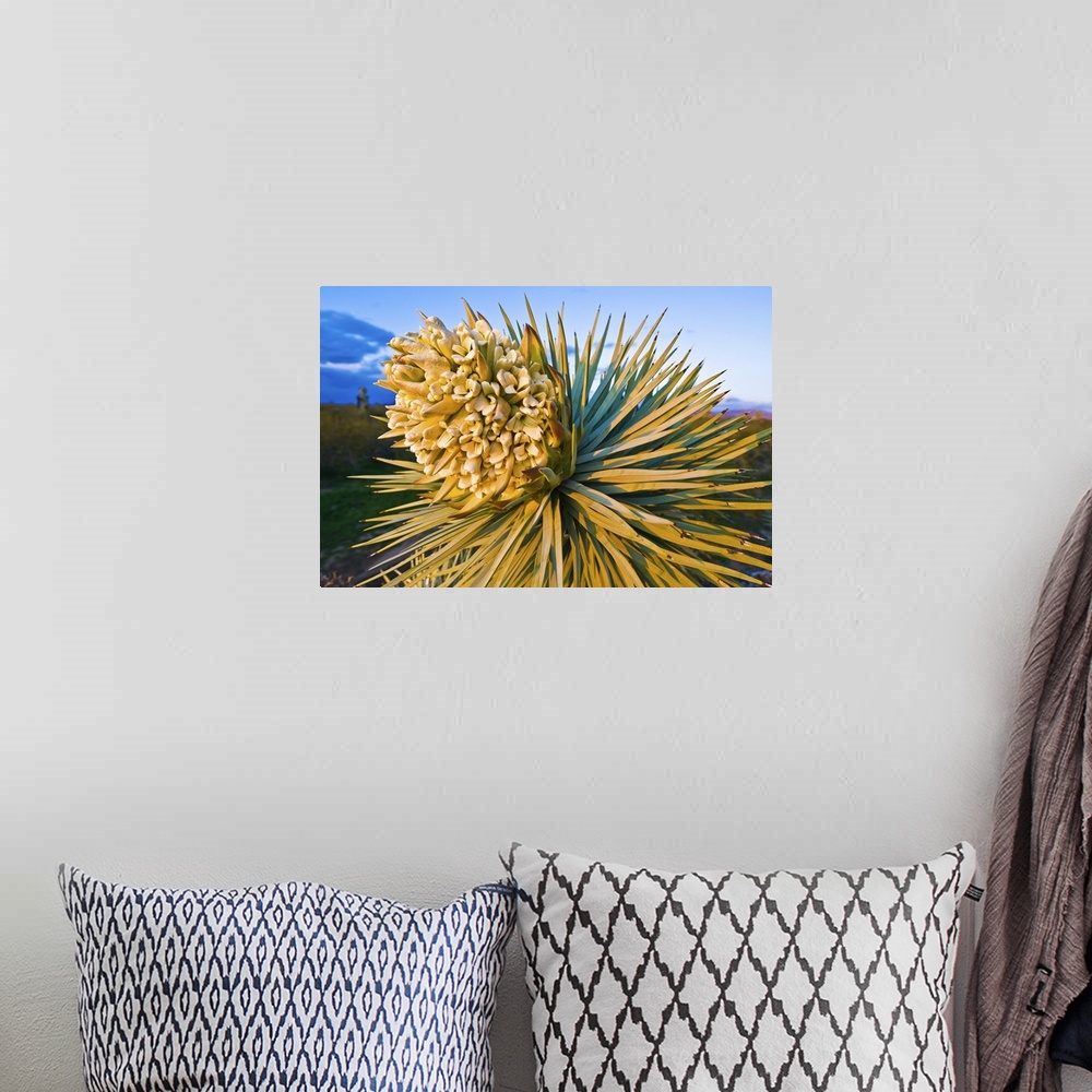 A bohemian room featuring Yucca brevifolia is a plant species belonging to the genus Yucca in the family Agavaceae. It is t...