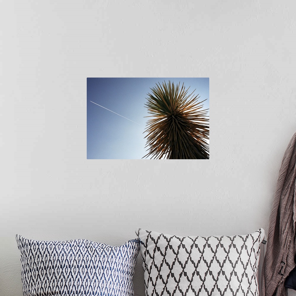 A bohemian room featuring A plane flies over a cactus in Joshua Tree National Park in Southern California.