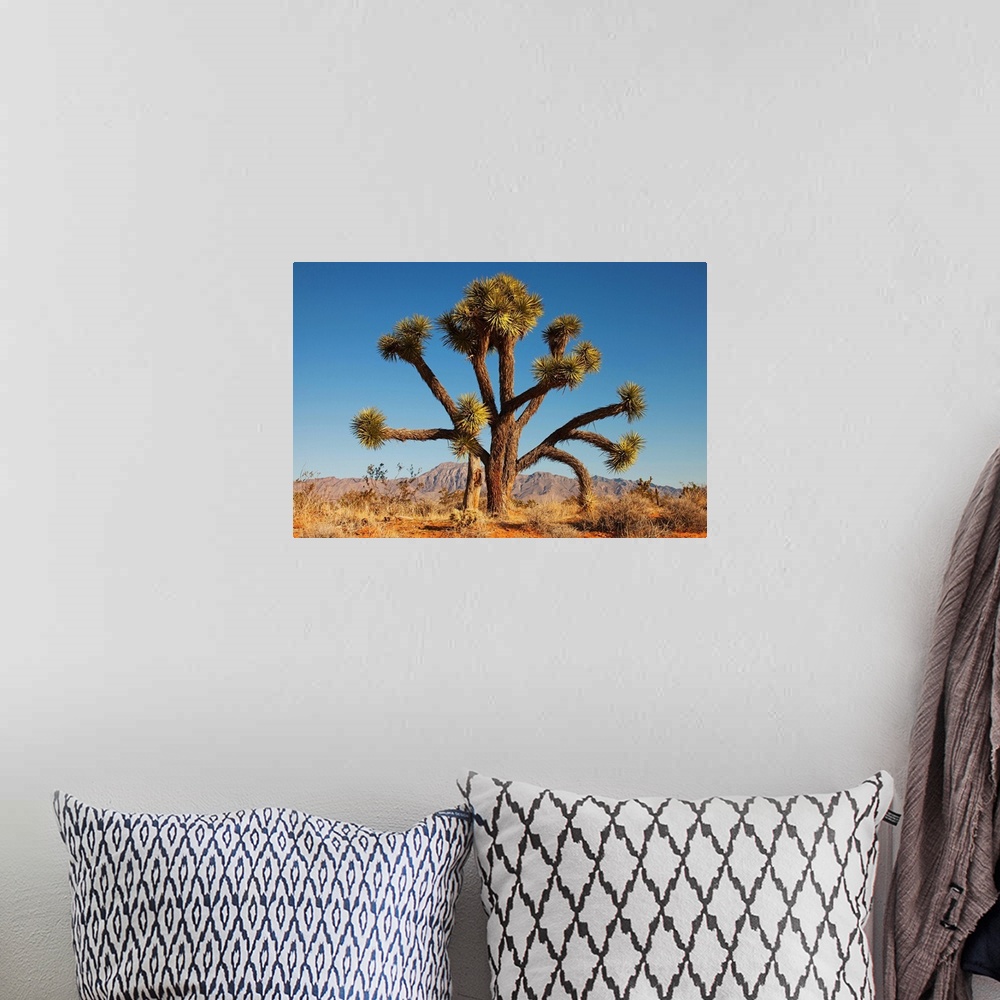 A bohemian room featuring Joshua tree in desert with blue sky