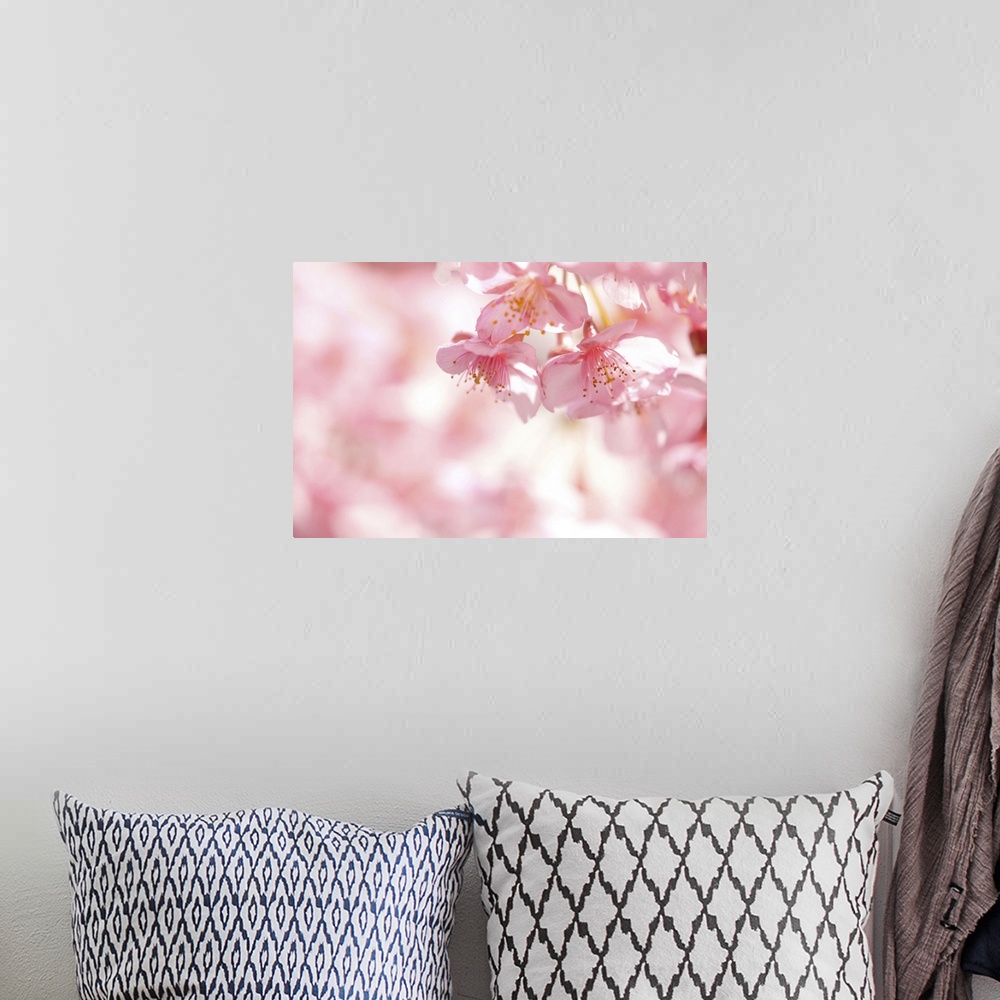 A bohemian room featuring Kawazu cherry blossom.