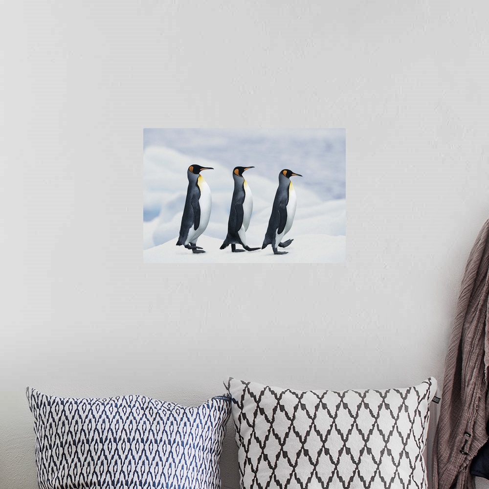 A bohemian room featuring King Penguins walking in single file