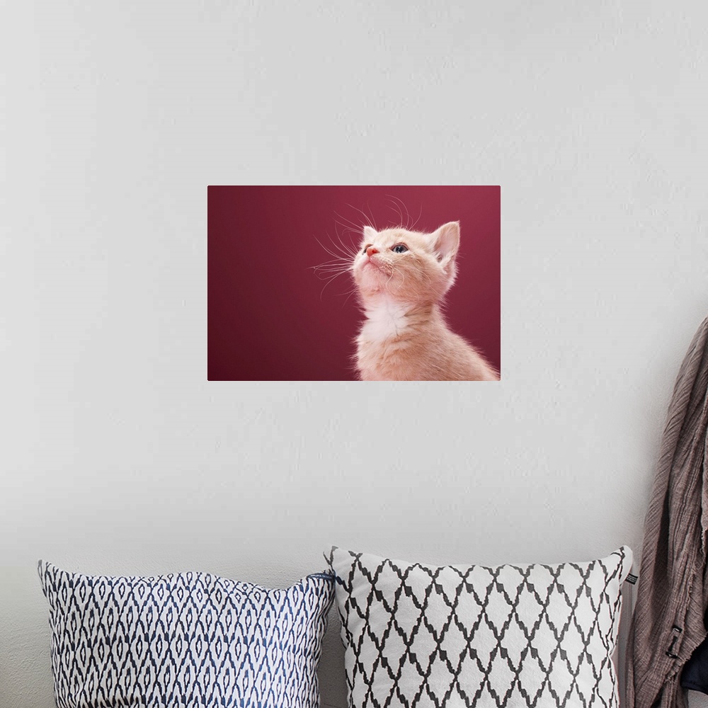 A bohemian room featuring Kitten with whiskers
