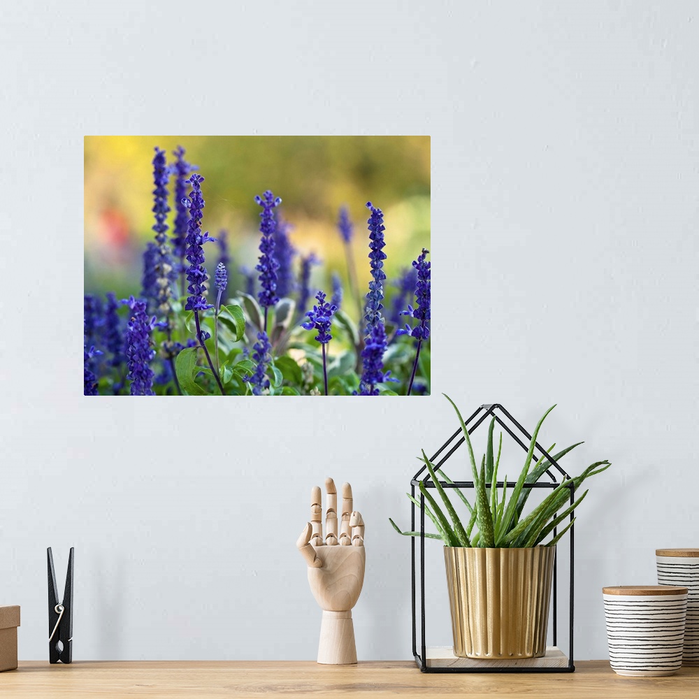 A bohemian room featuring Late summer garden filled with violet colored Salvia flowers with colorful blurred background.