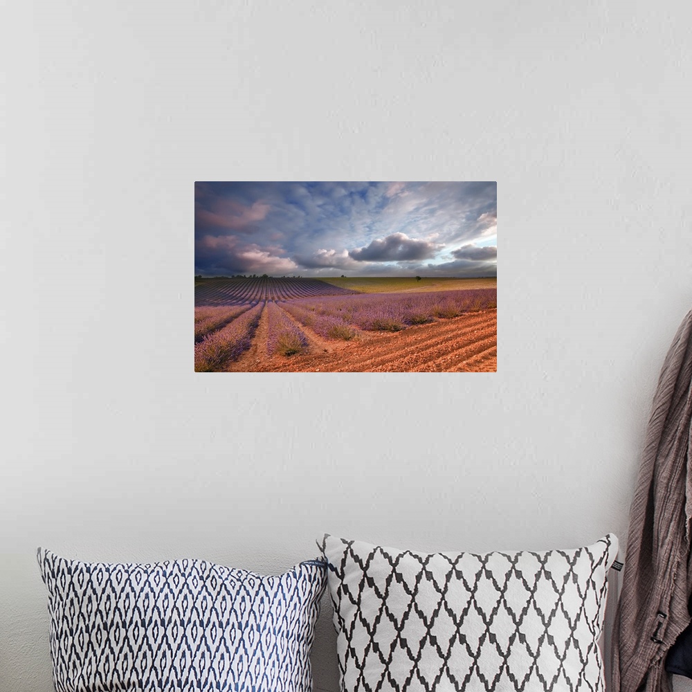 A bohemian room featuring Lavender, field at sunset Valensole, France, Europe.