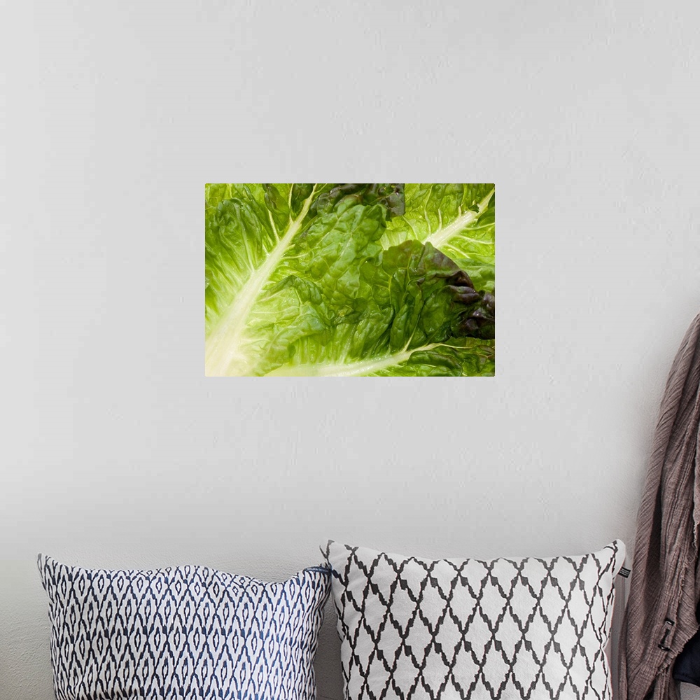 A bohemian room featuring Giant, close up landscape photograph of brightly lit green lettuce leaves.