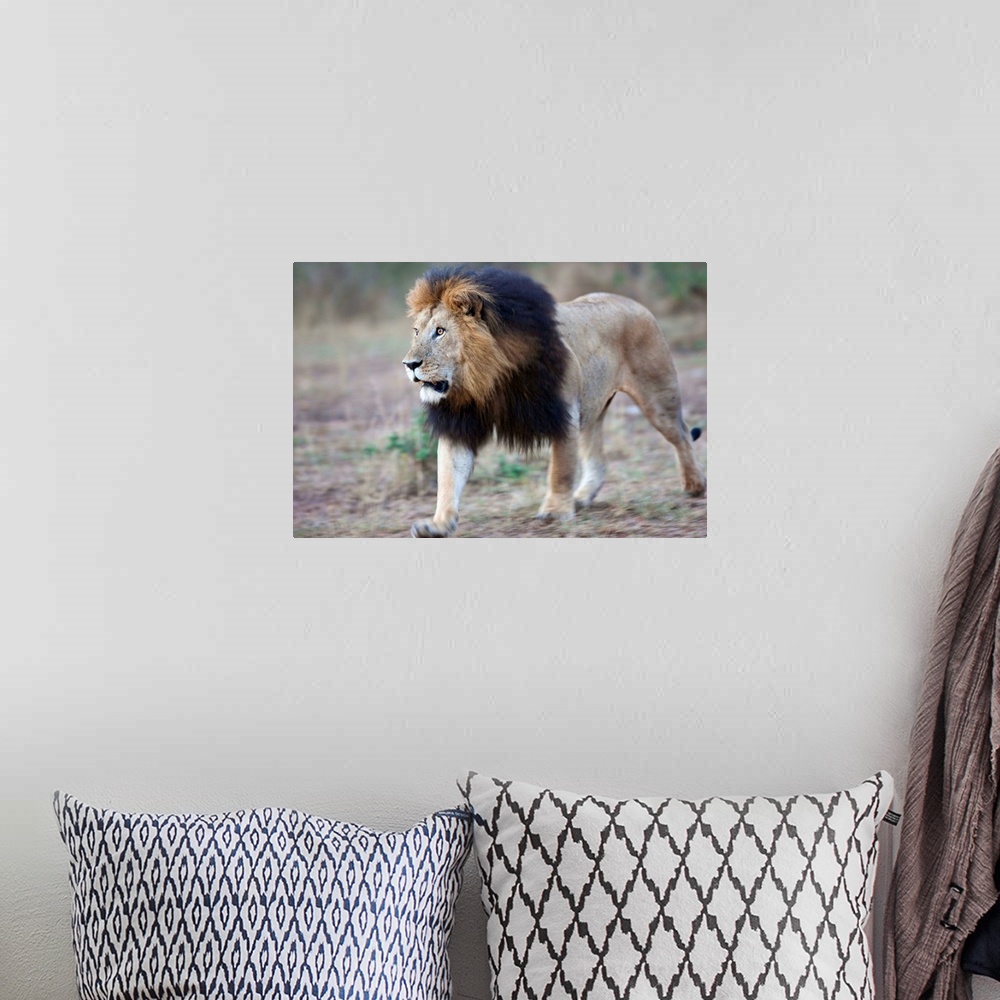 A bohemian room featuring Lion Masai Mara Reserve, Kenya Africa