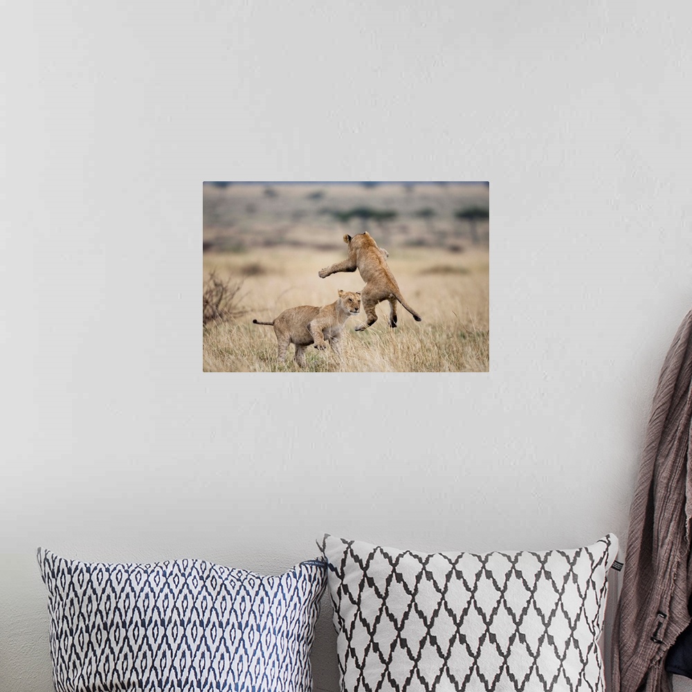 A bohemian room featuring Lions Playing In Masai Mara Game Reserve, Kenya