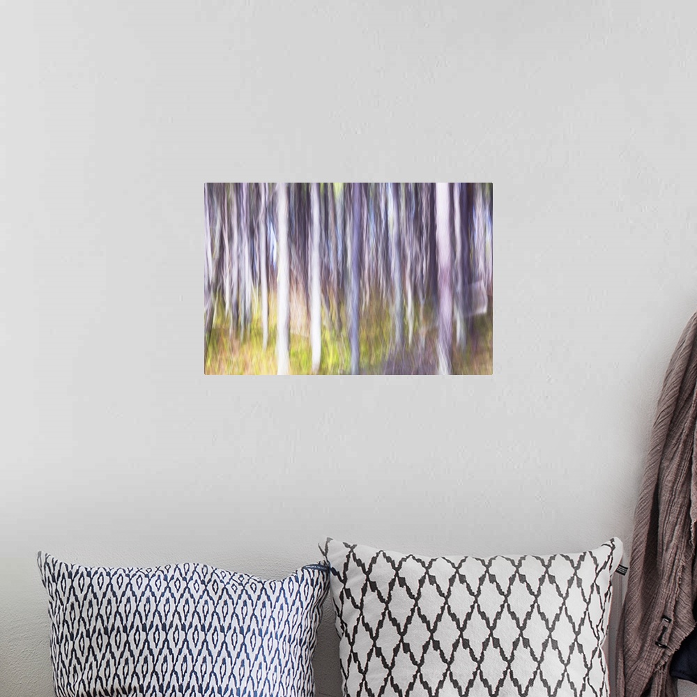 A bohemian room featuring Lodgepole pine tree forest abstract on Mt. Rose Swanson, Armstrong, British Columbia, Canada.