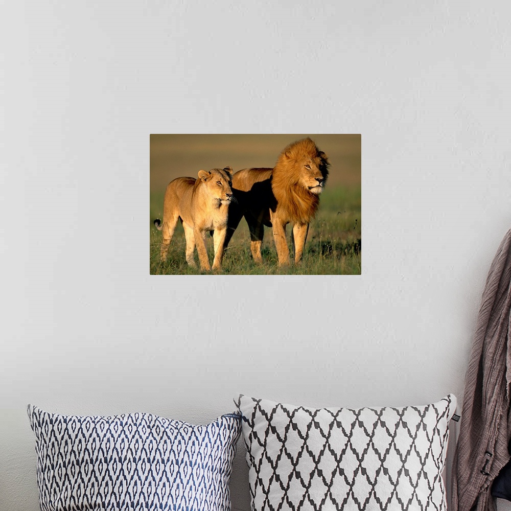A bohemian room featuring A male and female lion share an early morning walk in the savanna of the Masai Mara National Rese...