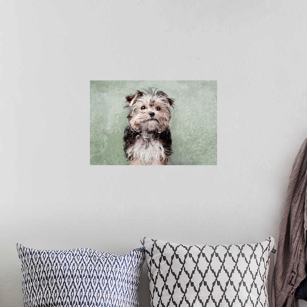 A bohemian room featuring Maltese yorkshire terrier mix on green textured background.