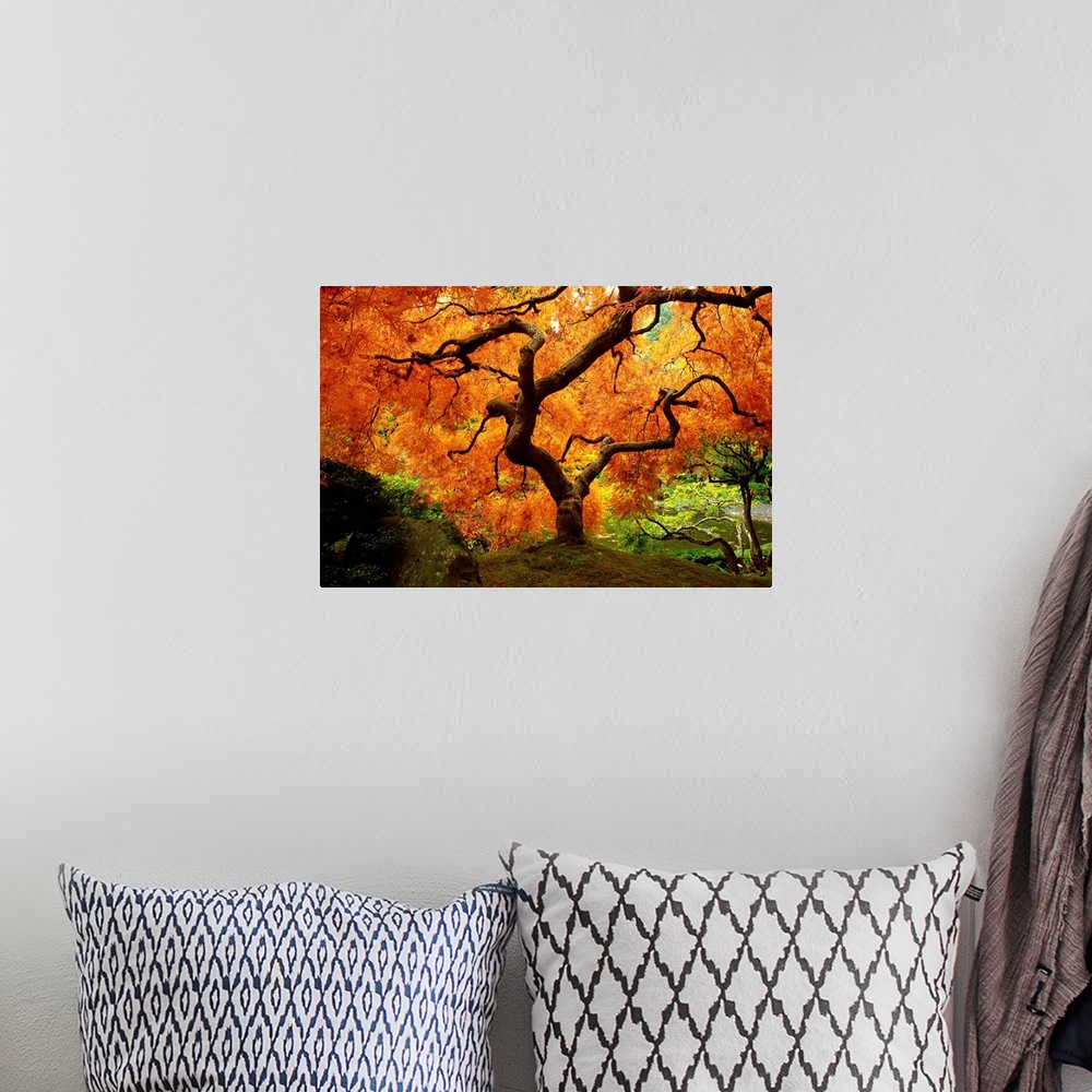 A bohemian room featuring Maple Tree In Autumn